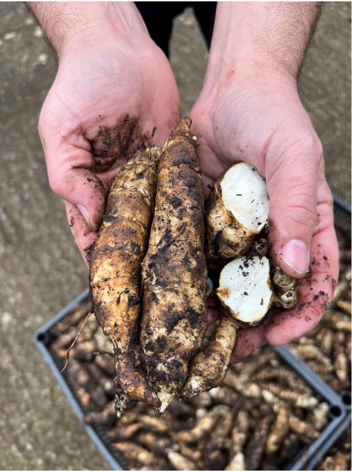 Soil to Spoon: Jerusalem Artichoke & Horseradish Ferment - Jo Webster Collaboration