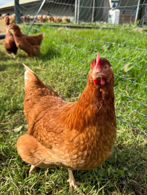 Fenton Farm (Somerset) - Garlic Mayonnaise – view 4